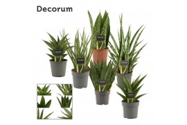 Sansevieria Luxury mix 12cm Decorum
