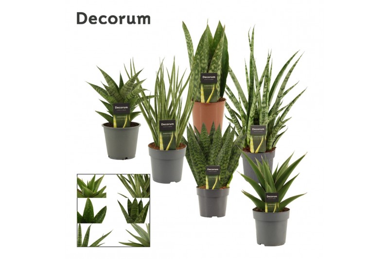 Sansevieria Luxury mix 12cm Decorum 