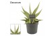 Sansevieria Platinum Crown 12cm Decorum 