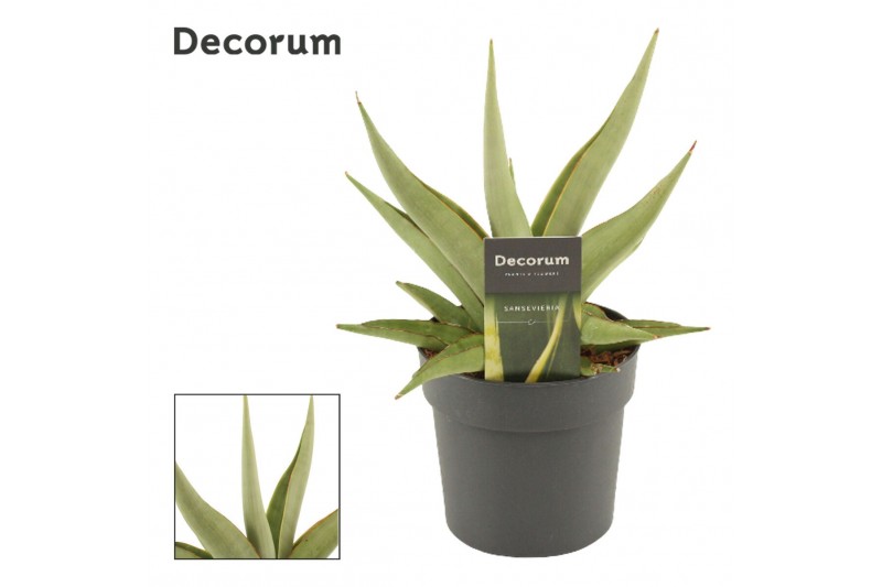 Sansevieria Platinum Crown 12cm Decorum 