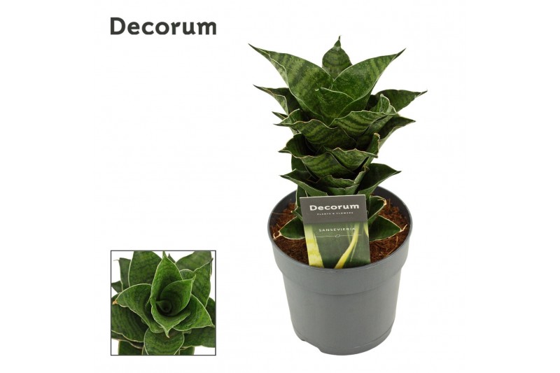 Sansevieria Mahanakorn 12cm Decorum 