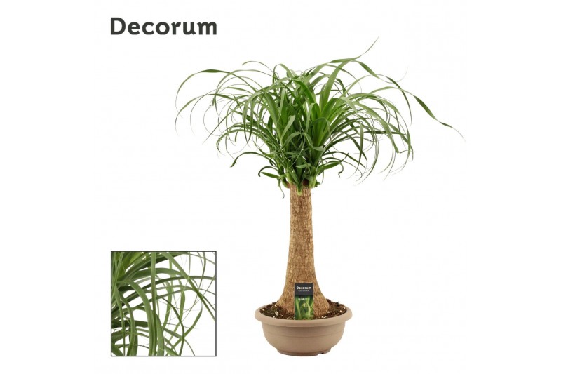 Beaucarnea recurvata Recht 25cm Schaal Decorum 