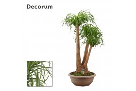 Beaucarnea recurvata Beaucarnea vertakt compact in 45 cm schaal (Decor