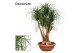 Beaucarnea recurvata Beaucarnea vertakt compact in 55 cm schaal 3 tak/ 