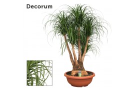 Beaucarnea recurvata Beaucarnea vertakt compact in 55 cm schaal 3 tak/