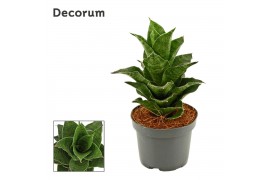 Sansevieria Mahanakorn 9cm Decorum