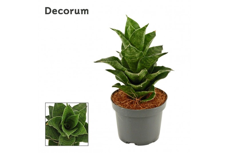 Sansevieria Mahanakorn 9cm Decorum 