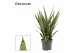 Sansevieria trifasciata Silver Princess 14cm Decorum 