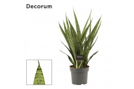 Sansevieria trifasciata Silver Princess 14cm Decorum