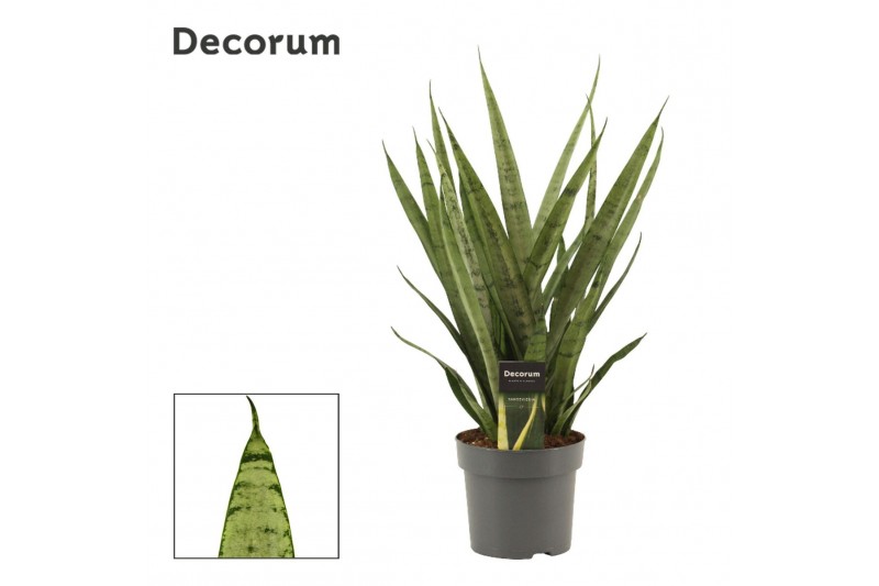 Sansevieria trifasciata Silver Princess 14cm Decorum 