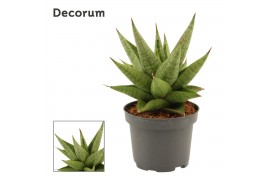 Sansevieria Snow Lotus Crown 9cm Decorum