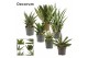 Sansevieria Sansevieria Luxury mix 14 cm (Decorum) 