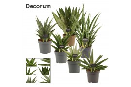Sansevieria Sansevieria Luxury mix 14 cm (Decorum)