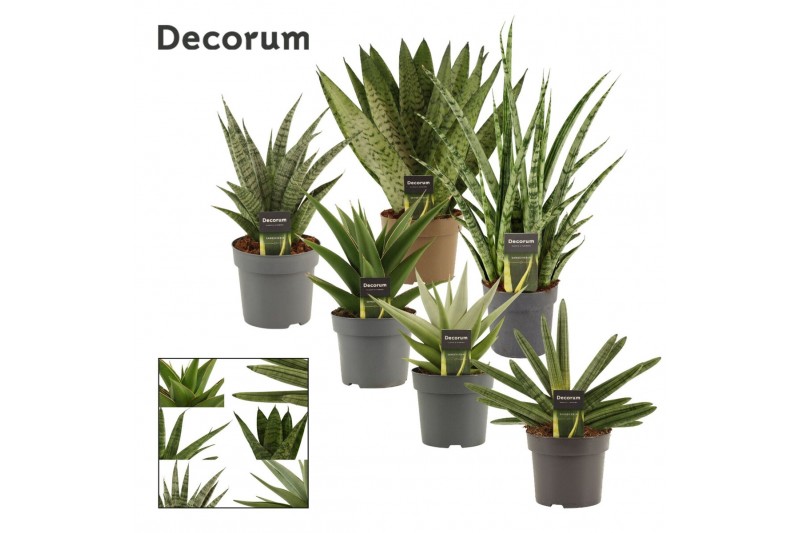 Sansevieria Sansevieria Luxury mix 14 cm (Decorum) 