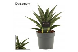 Sansevieria Pattaya Crown 12cm Decorum
