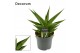 Sansevieria Sansevieria Snow Lotus Crown 14 cm (Decorum) 