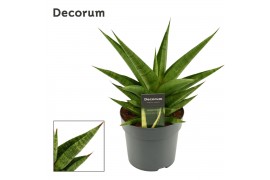 Sansevieria Sansevieria Snow Lotus Crown 14 cm (Decorum)