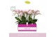 Phalaenopsis multiflora roze Bellissimo Adora in Molise White Aquo 100 