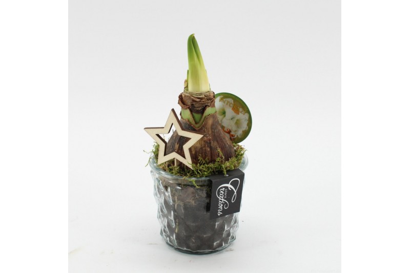 Arrangementen hippeastrum HXFD-2501W Xmas Amaryllis Fundamentals 1 pp 