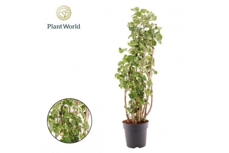 Polyscias balfourii Polyscias Balfouriana vertakt 1 pp 