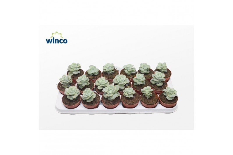 Echeveria Echeveria Lovely Rose1 pp 