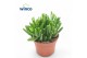 Crassula ovata hobbit Crassula Hobbit 