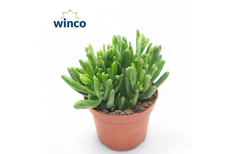 Crassula ovata hobbit Crassula Hobbit 