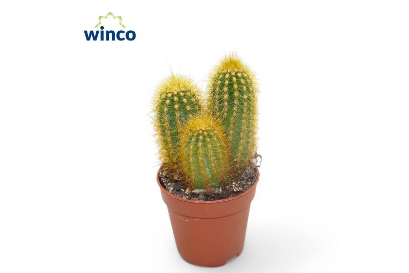 Pilosocereus chrysostele Pilosocereus Chrysotele 