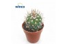 Cactus Echinofossulocactus Multicostatus1 pp