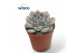 Echeveria Echeveria Pulidonis Greyoverige bl. 