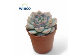 Echeveria Echeveria Pulidonis Greyoverige bl.