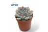 Echeveria Echeveria Pulidonis Greyoverige bl.