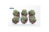 Cactus Echinopsis Subdenudata (group)3 pp