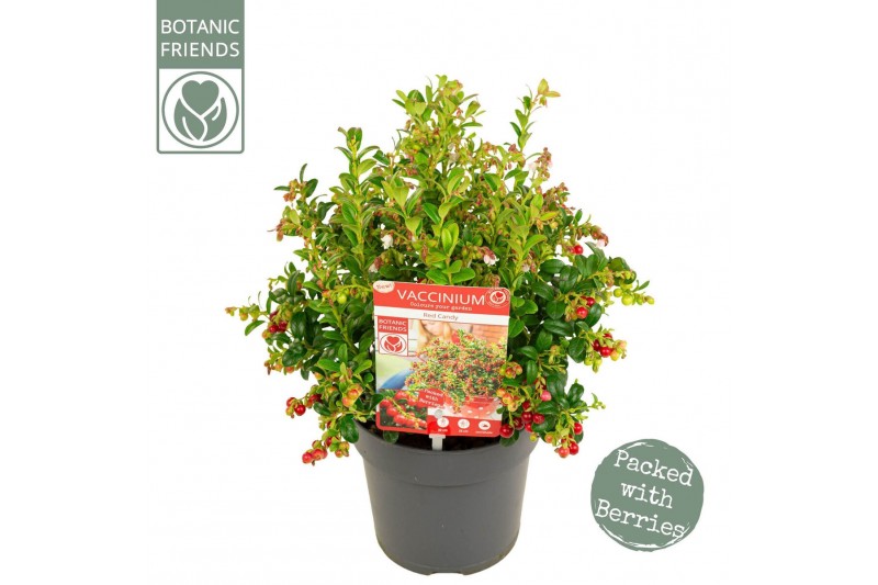 Vaccinium vitis-idaea red candy Vaccinium vitis-idaea Red Candy ® 