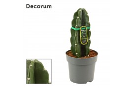 Cereus Cuddly Cactus 14 cm (Cereus Jamacaru) (Decorum)