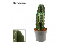 Cereus Cuddly Cactus 17 cm (Cereus Jamacaru) (Decorum)