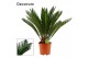 Cycas revoluta Cycas revoluta 17 cm, 12+ veren (Decorum) 12 blad 