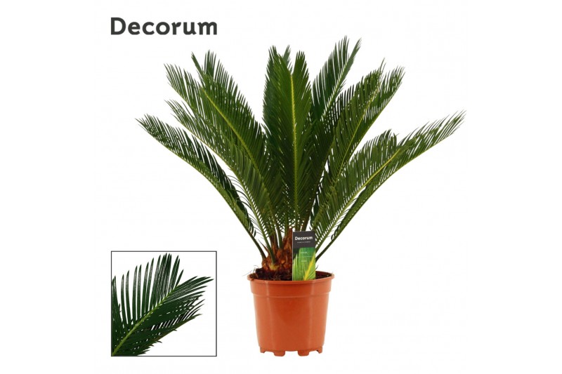 Cycas revoluta Cycas revoluta 17 cm, 12+ veren (Decorum) 12 blad 
