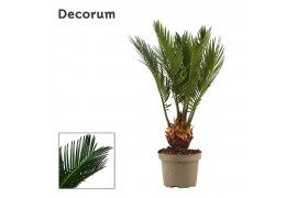 Cycas revoluta Cycas revoluta 9 cm, 4+ veren (Decorum) 4 blad