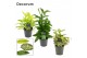 Dracaena Dracaena mix 12 cm (Decorum) 1 pp 