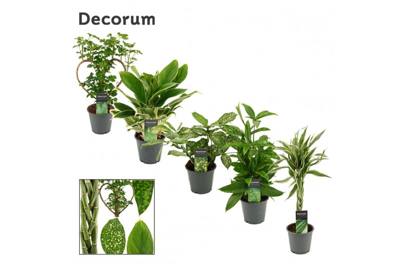 Groene planten mix Green Extreme Mix 12 cm (Decorum) 1 pp 