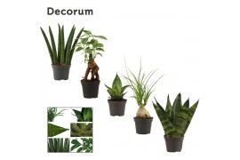 Groene planten mix Groenmix mini (Decorum) 1 pp