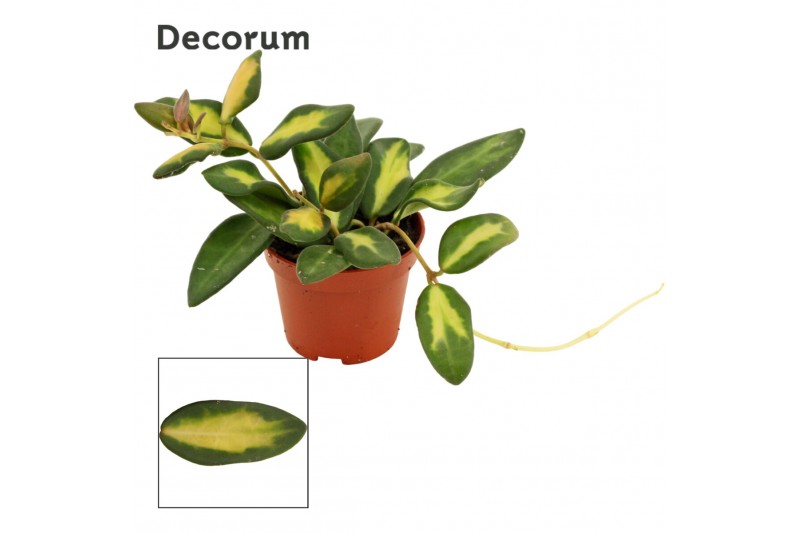 Hoya burtoniae Hoya 6 cm Burtoniae variegata Decorum 2.5 - 4.9  cm 1 p 