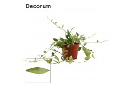 Hoya lacunosa Hoya 9 cm Lacunosa mint Decorum 2.5 - 4.9  cm 1 pp