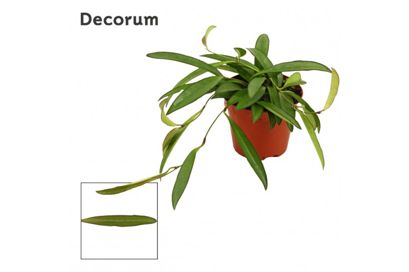 Hoya wayetii Hoya wayetii 9 cm green (Decorum) 5.0 - 7.4  cm 1 pp 