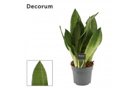 Sansevieria trifasciata moonshine Sansevieria Moonshine 14 cm (Decorum