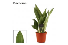Sansevieria trifasciata moonshine Sansevieria Moonshine 12 cm (Decorum