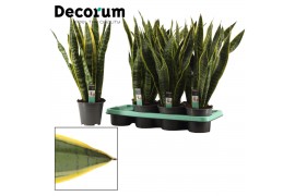 Sansevieria trifasciata laurentii Sansevieria Laurentii 14 cm (Decorum