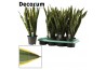 Sansevieria trifasciata laurentii Sansevieria Laurentii 14 cm (Decorum