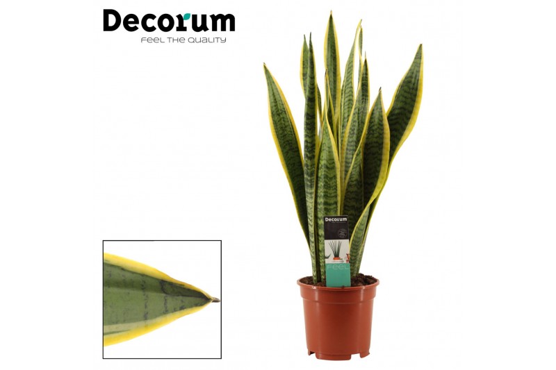 Sansevieria trifasciata laurentii Sansevieria Laurentii 17 cm (Decorum 